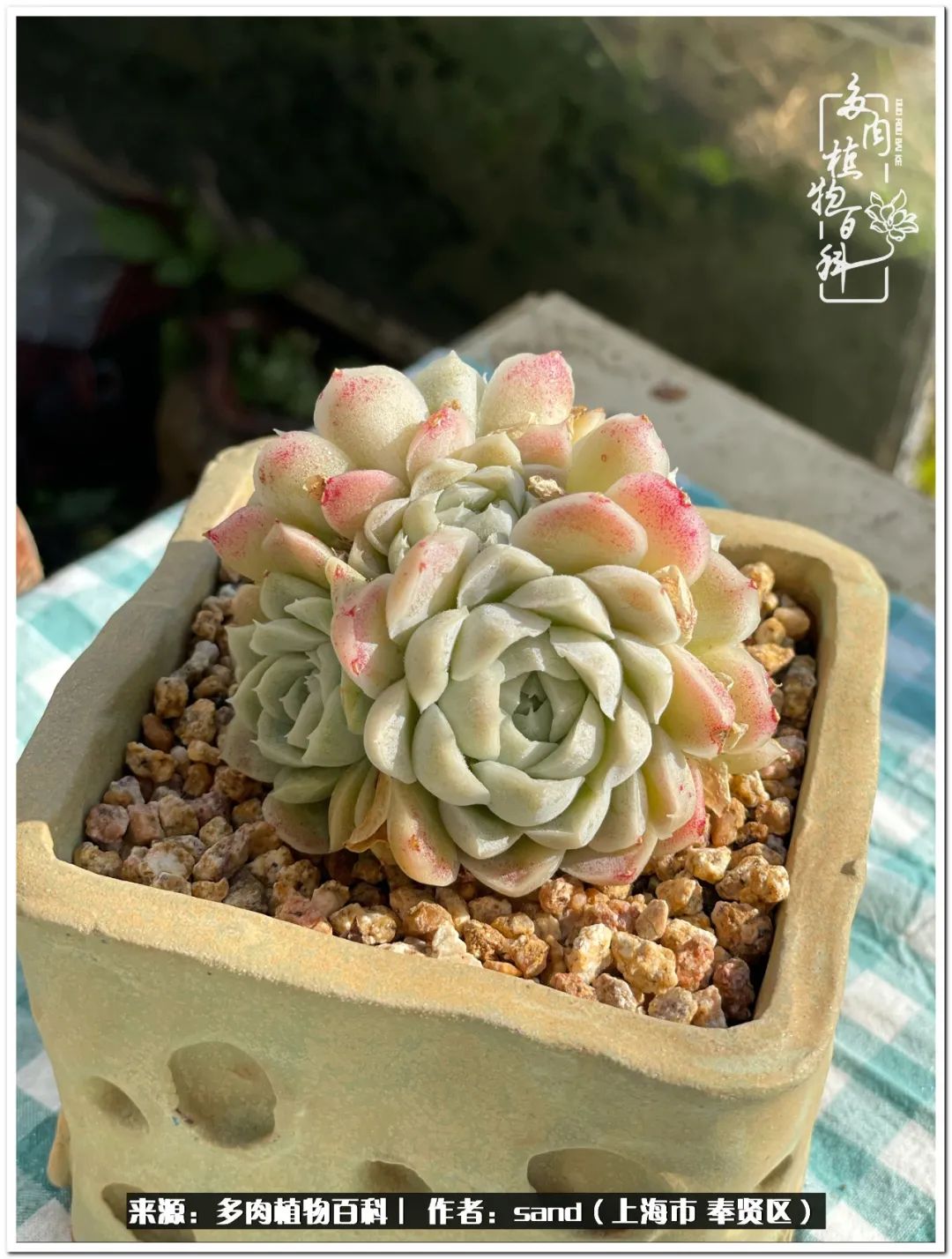 养点花草给生活添点乐趣,养点花花草草心情自然会好