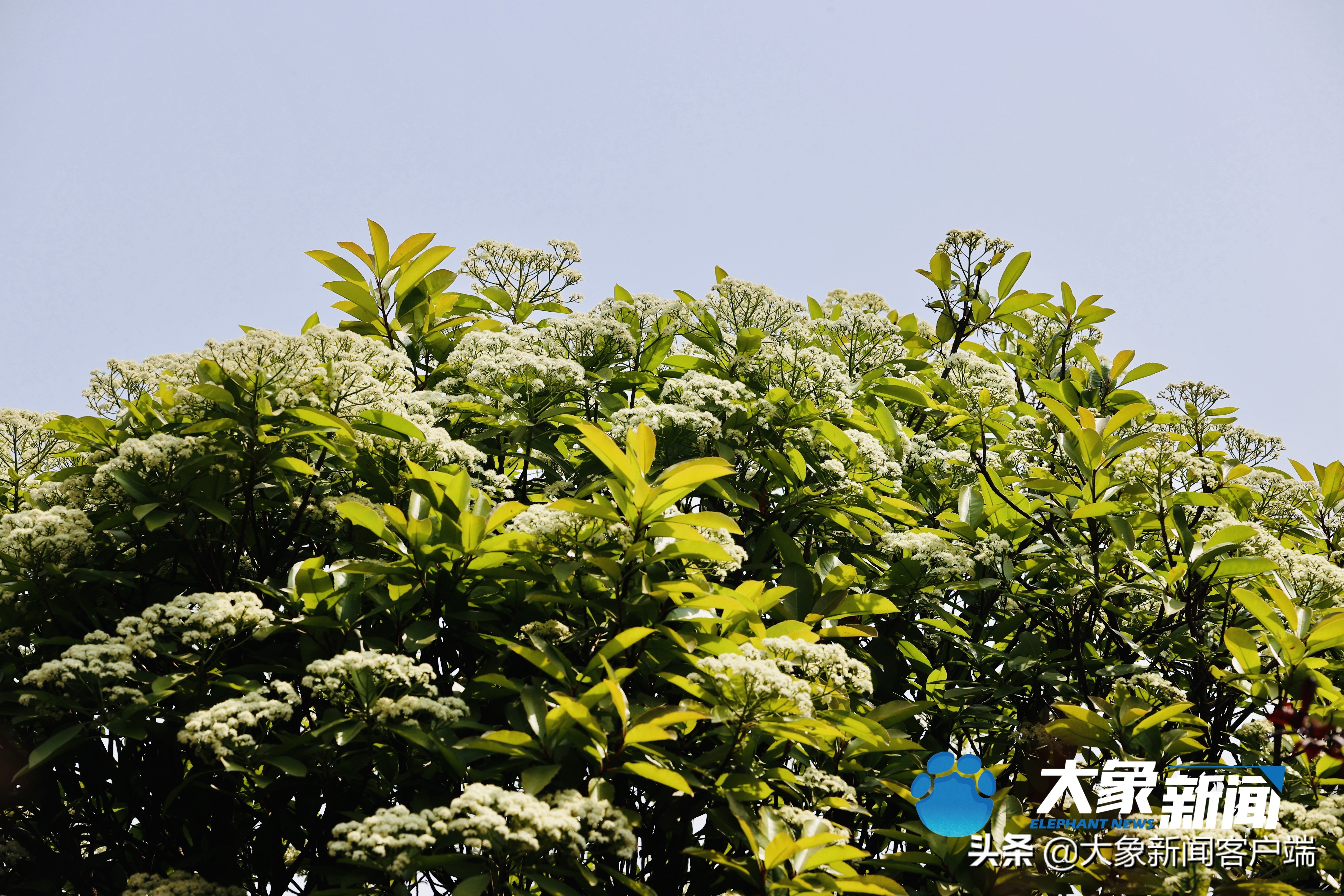 为什么有人不讨厌石楠花,你能接受石楠花唯一的缺点吗