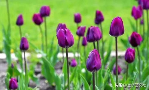 郁金香的花貌和郁金香的花语,各种颜色郁金香的花语是什么