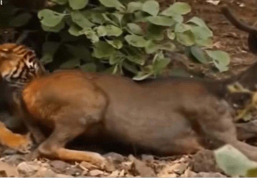 黑龙江黄牛被咬死,黑龙江黄牛被黑熊袭击事件