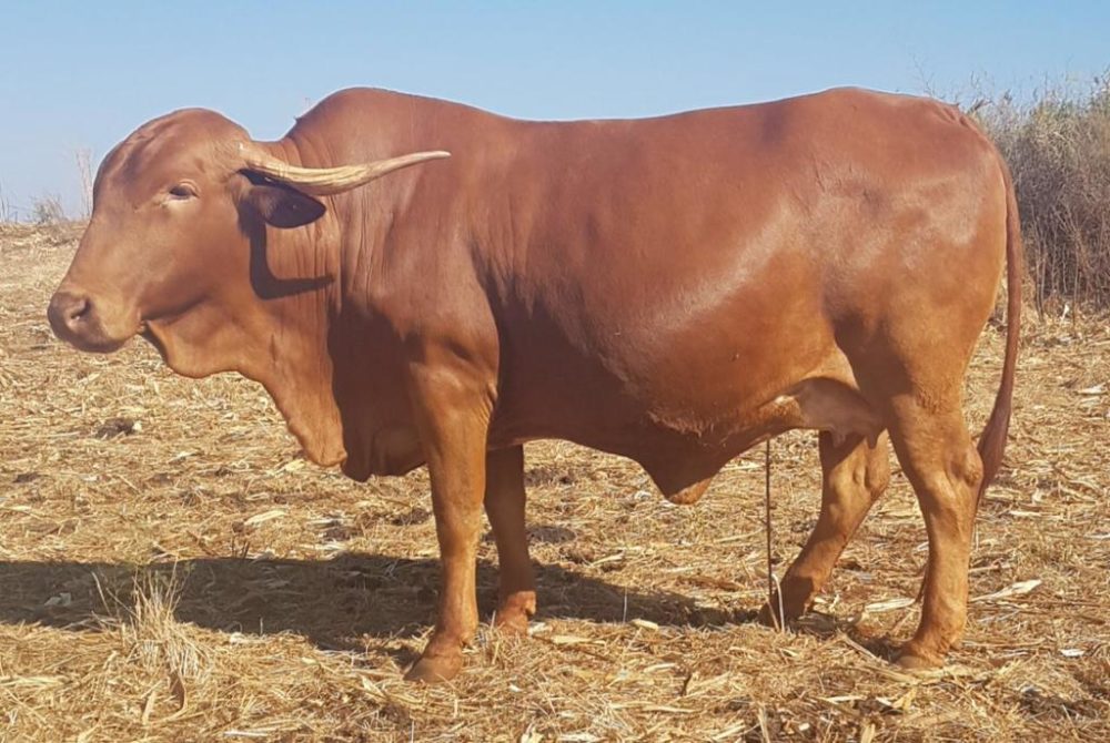 非洲本地牛肉质不如安格斯，产奶不如荷斯坦，为何现在变成抢手货