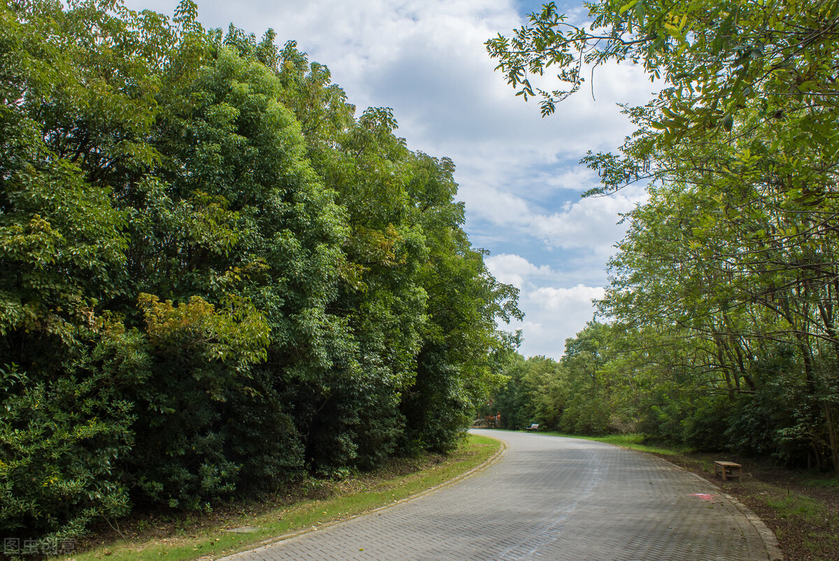 上海附近的森林秘境,上海惊现的森林秘境