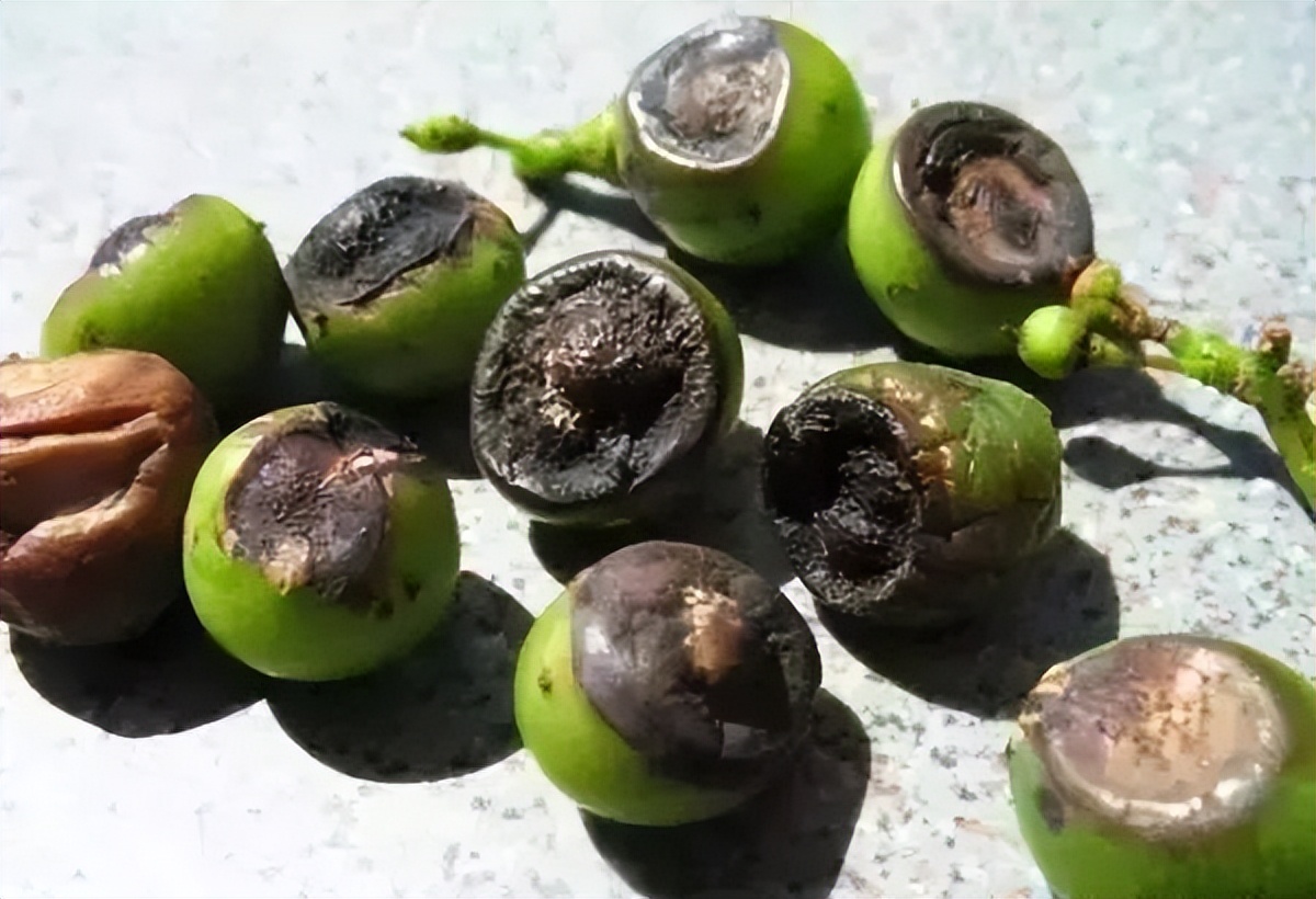 葡萄的黑腐病怎样预防和治疗,葡萄高温受害有什么补救办法