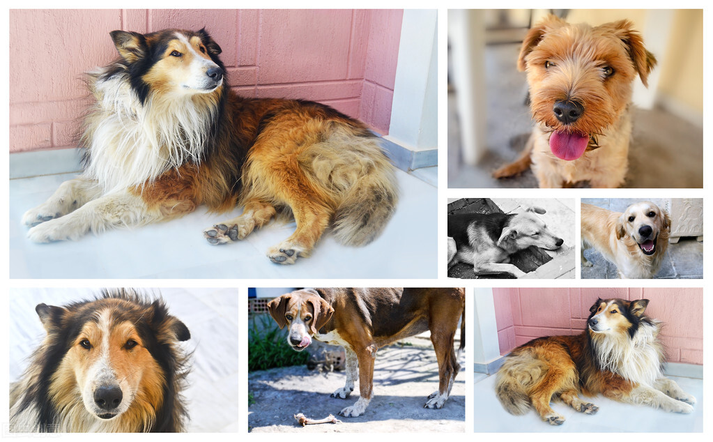 选宠物狗的正确方法和技巧,狗狗分类介绍性格大全