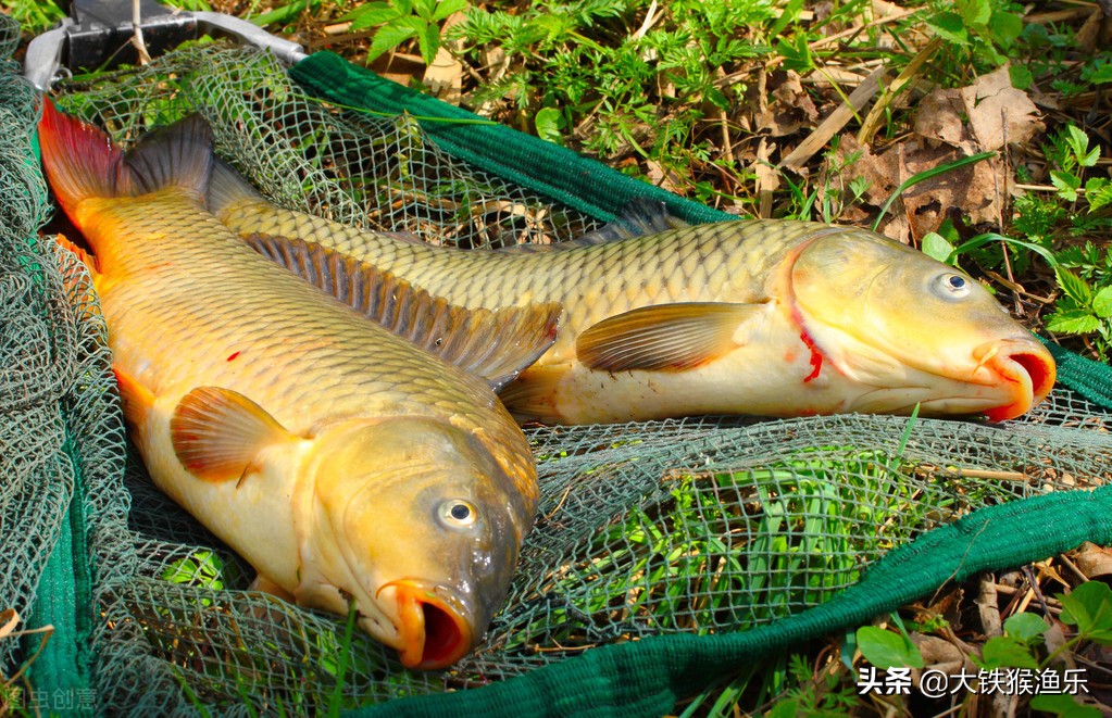 南方的鲤鱼跟北方的鲤鱼有啥区别,北方的鲤鱼和南方的区别