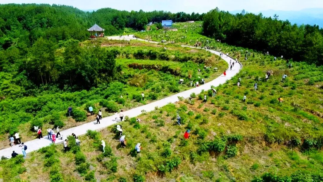 “蓝”不住的“莓”好！旺苍县木门蓝莓基地已开园！