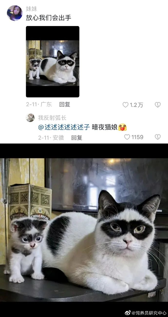 丑萌丑萌的小动物,丑陋又可爱的小动物