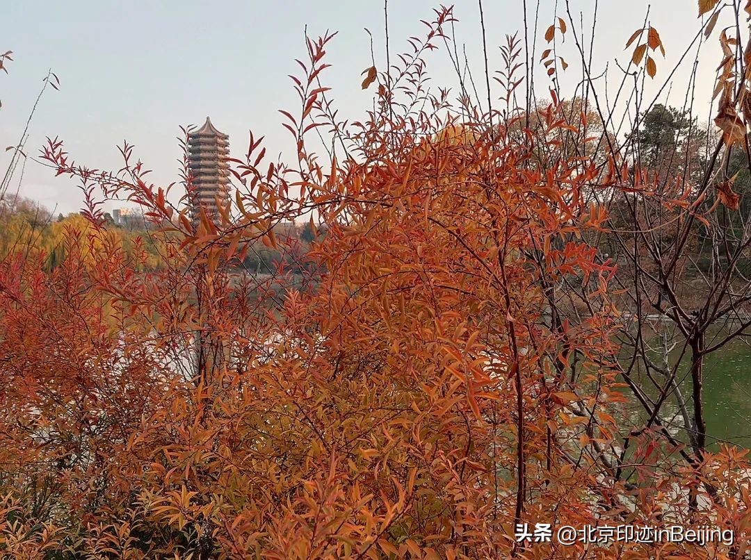 北京的秋朗读,北京的秋的夜晚