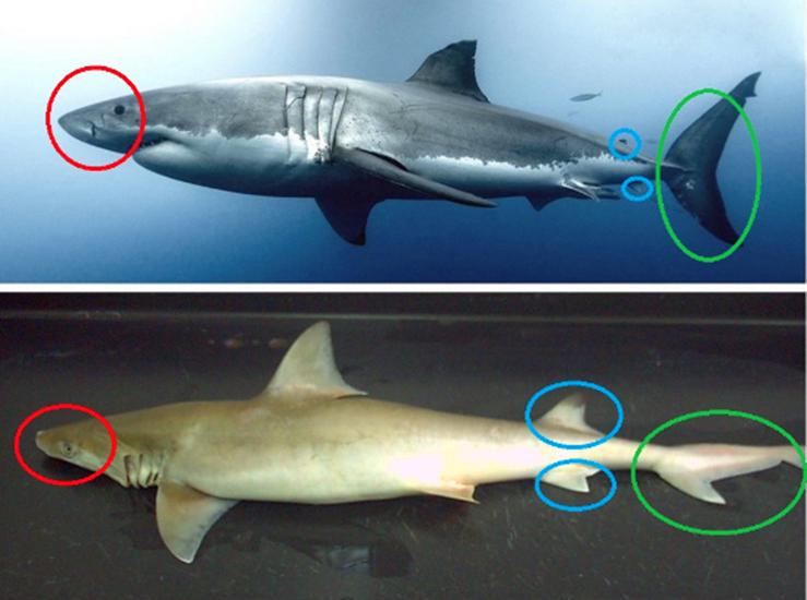 四川网红吃大白鲨后续,网红烹饪大白鲨原视频