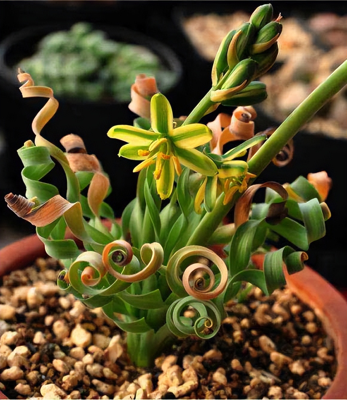 女子8年种多肉成多肉界天花板,100种多肉造型图