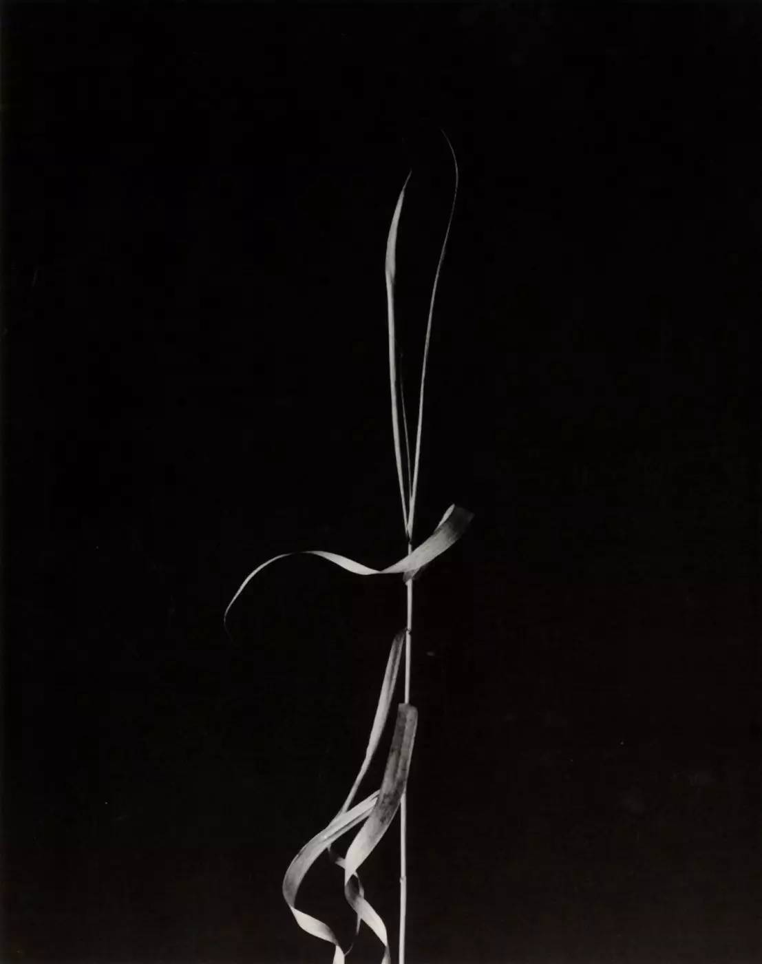 哈里卡拉汉摄影作品,哈里卡拉汉摄影