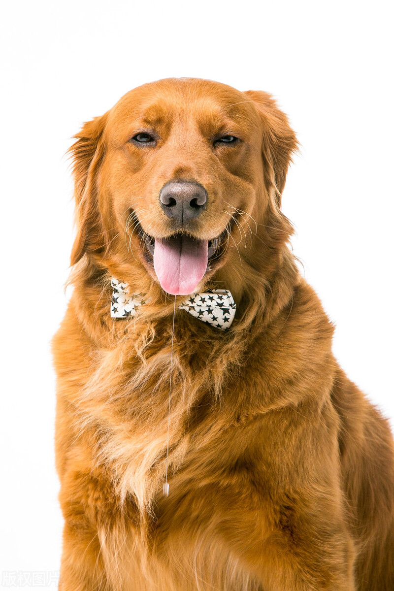 如何让狗子听懂你的话语,怎么能听懂狗狗说的是什么