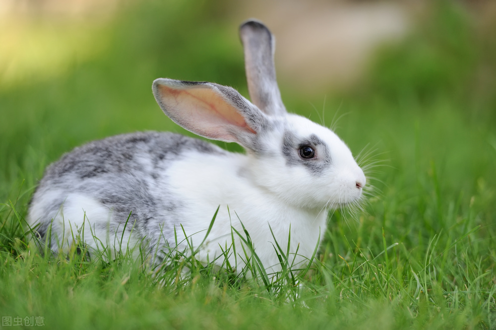 兔子耳朵腥臭,兔子耳朵有恶臭分泌物