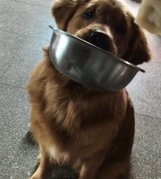 金毛犬的优缺点及价格,金毛犬最正确价格