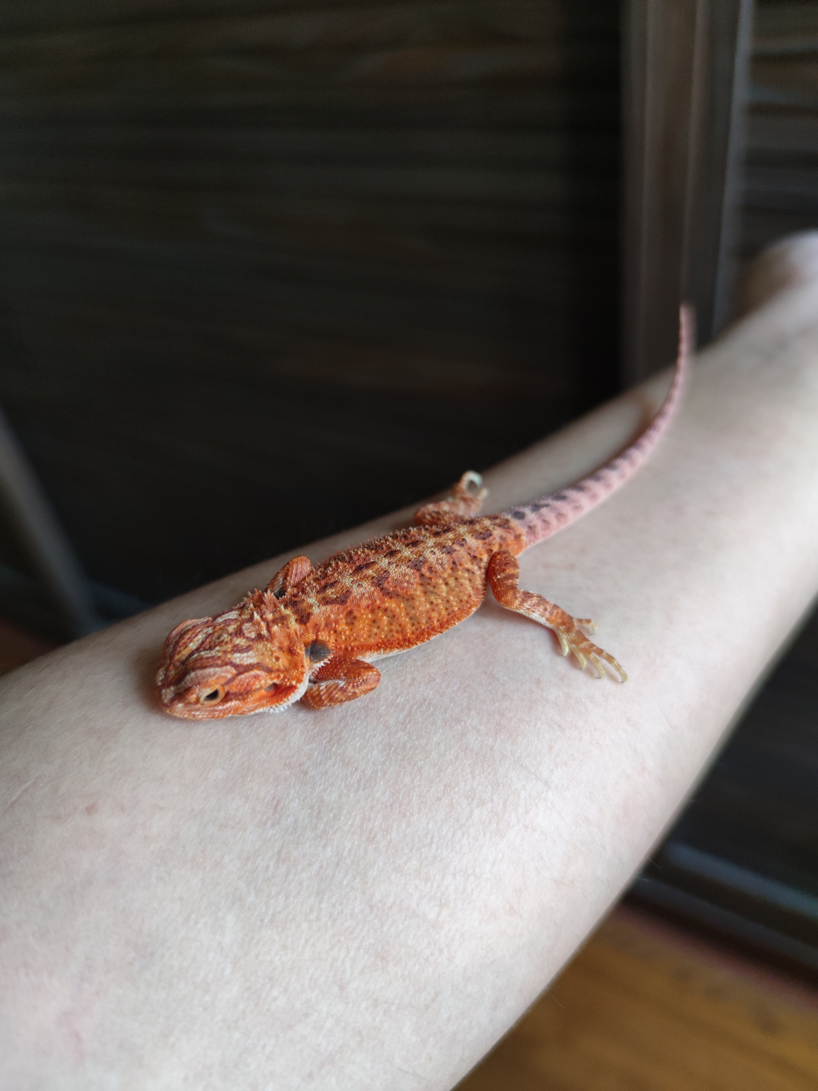 鬃狮蜥宝宝活宠,鬃狮蜥世界第三大宠物