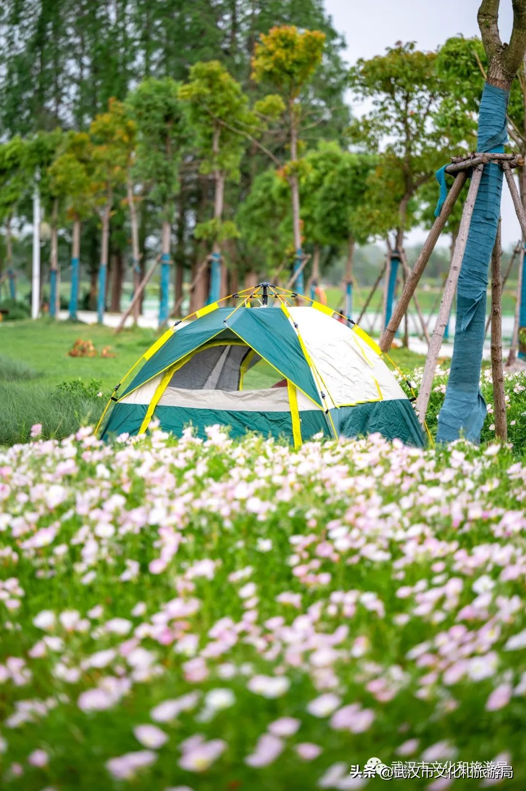 万亩野生古茶园,武汉野生森林