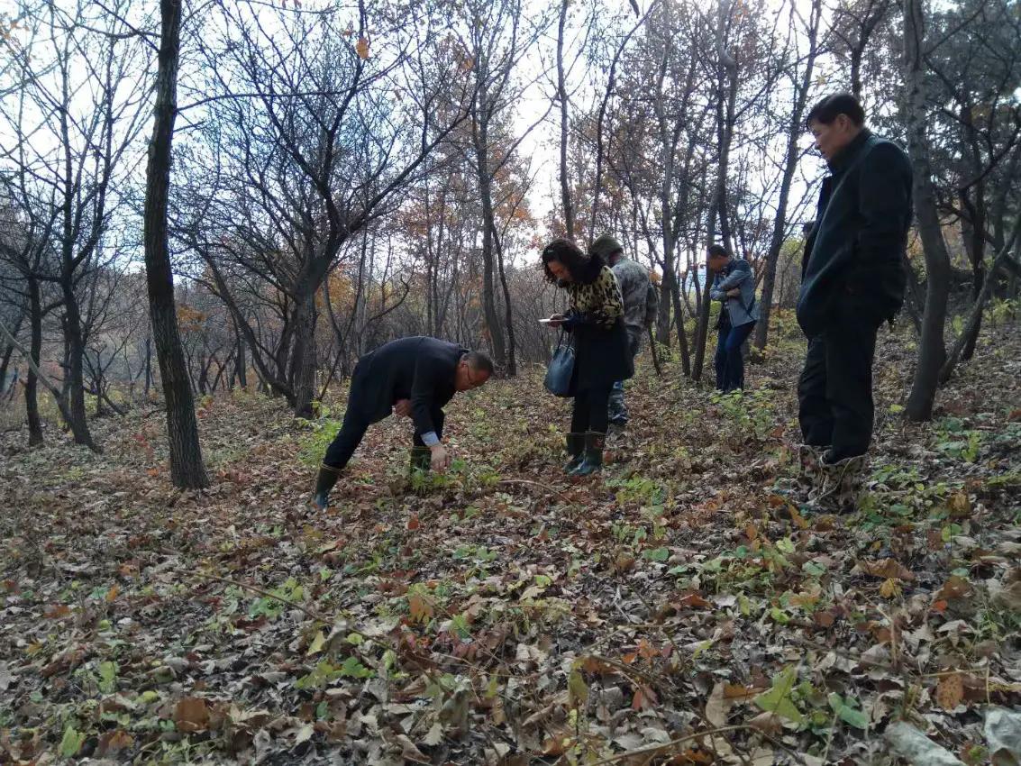 人参和园参品种一样吗,野生人参8两多少钱
