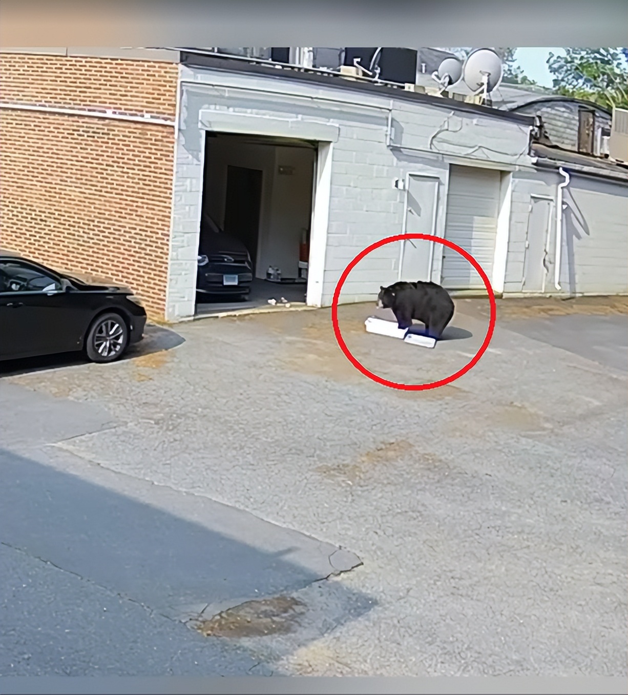 人熊大战！美国64岁女子因救狗与黑熊大打出手，结果熊被打跑了