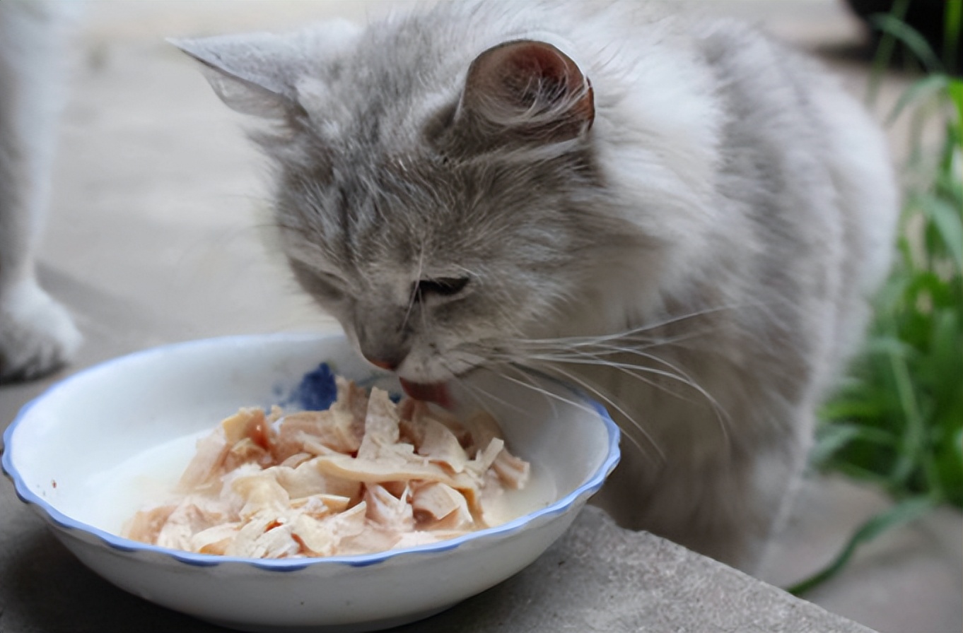 猫伤口愈合注意事项,猫伤口清洗用什么药