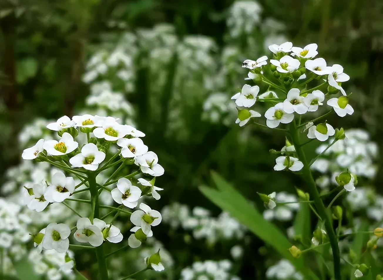 描写春末初夏的古诗词,初夏风光的诗句有哪些
