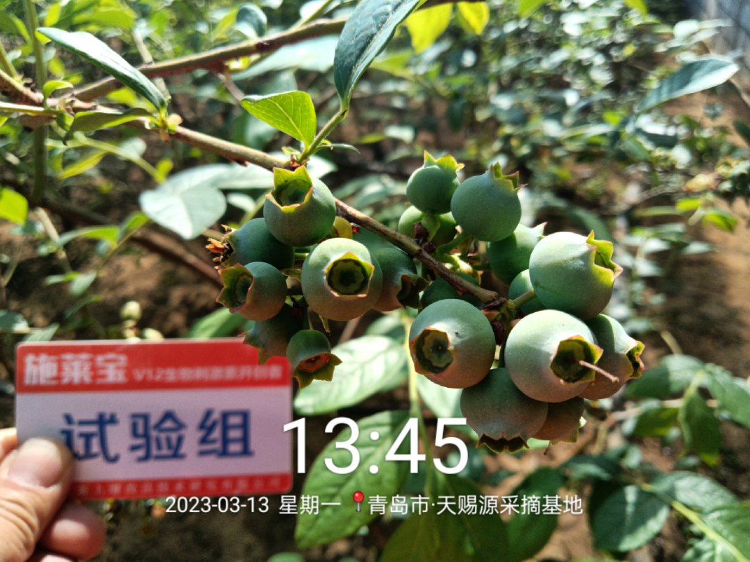 蓝莓大果哪个品种早熟,蓝莓大果新品种