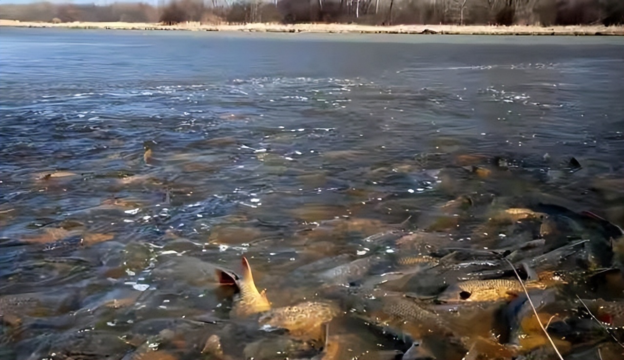 珍珠鳖在中国有天敌吗,珍珠鳖在美国泛滥了吗