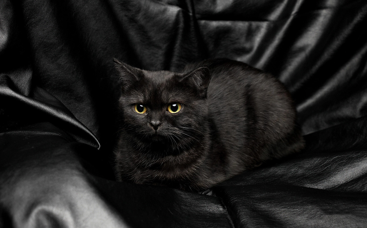 为什么网上买的猫咪这么便宜,网上卖的猫咪都是真的吗