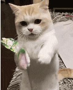 纯白英短优缺点,英短布偶优缺点对比