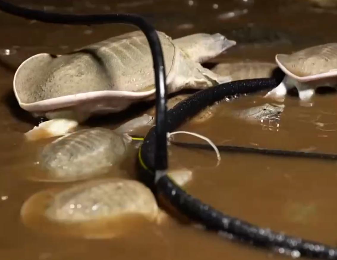 甲鱼养殖大棚建造图,温室大棚养甲鱼一亩能挣多少钱