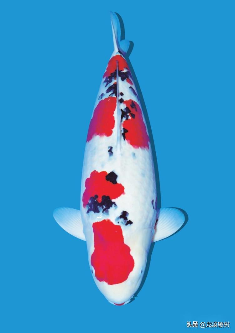 锦鲤分多少种什么样的锦鲤最好养,锦鲤要怎么选才能选到好的锦鲤