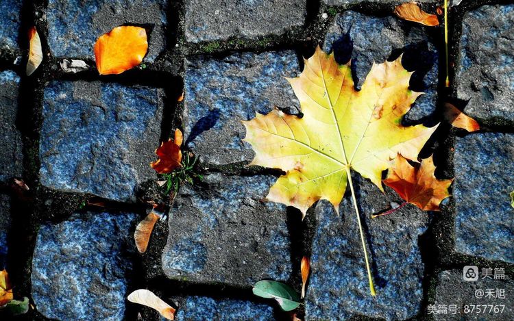 暮秋雅阁微刊第十八期