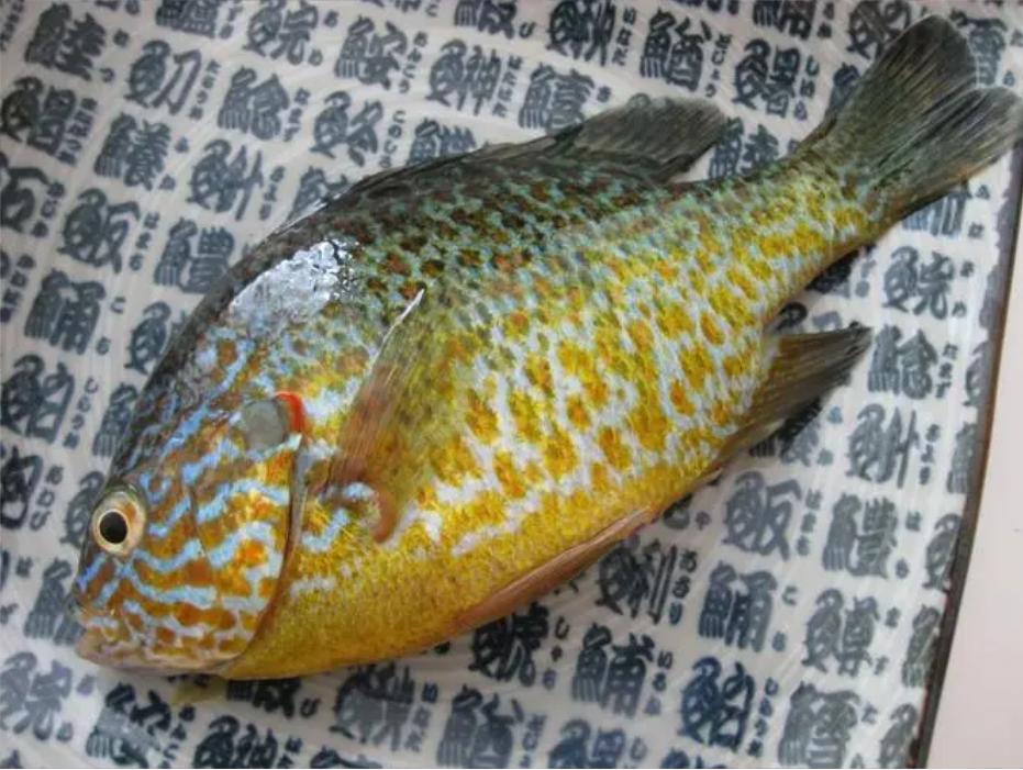 太阳鱼国内哪里入侵,太阳鱼泛滥成灾