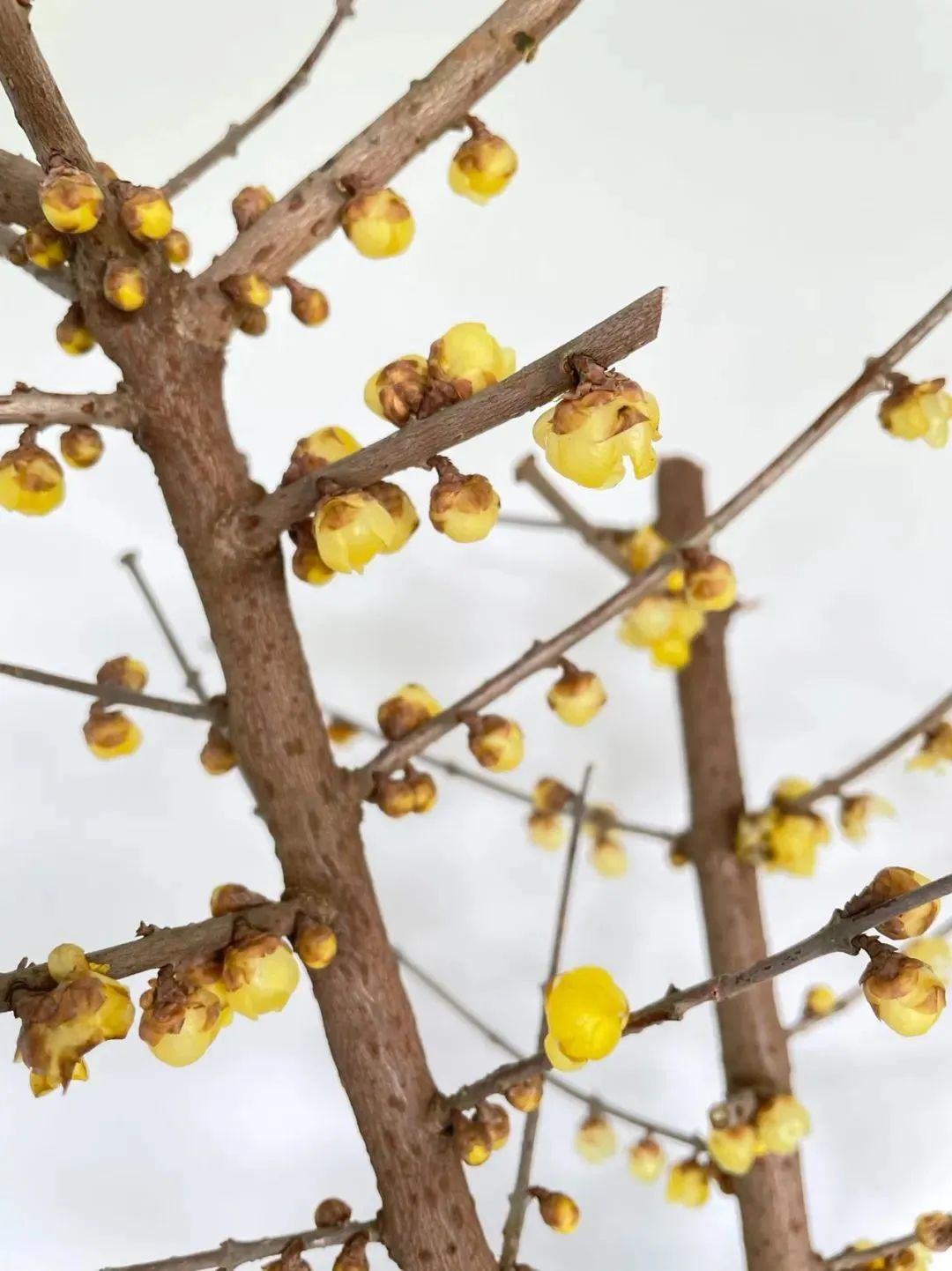 新手必看鲜花养护攻略,鲜花在水里能养几天会死