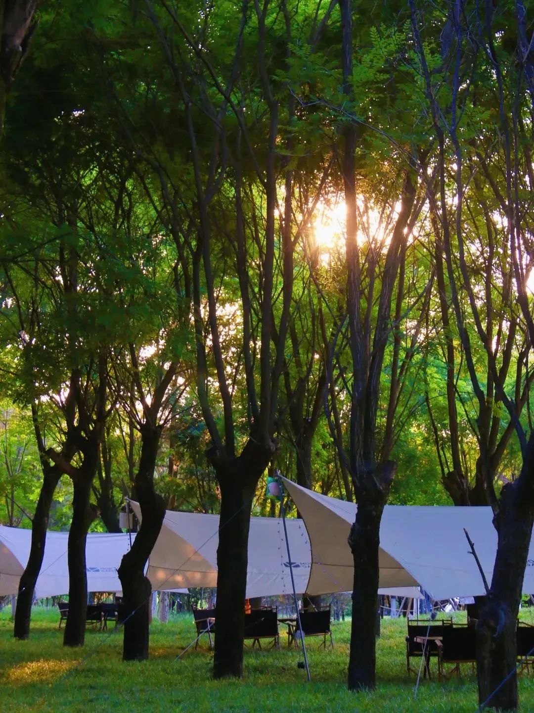 百年盛世看曲江,看曲江全景