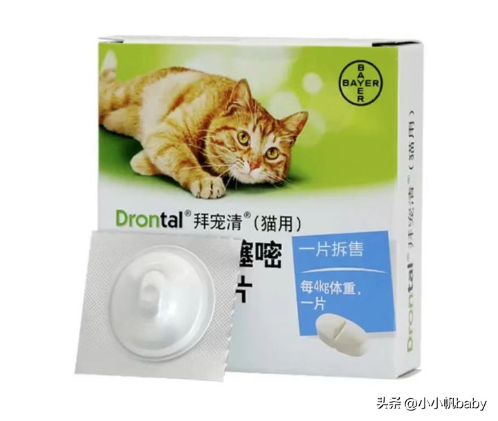 新手养猫铲屎官攻略,新手养猫驱虫知识