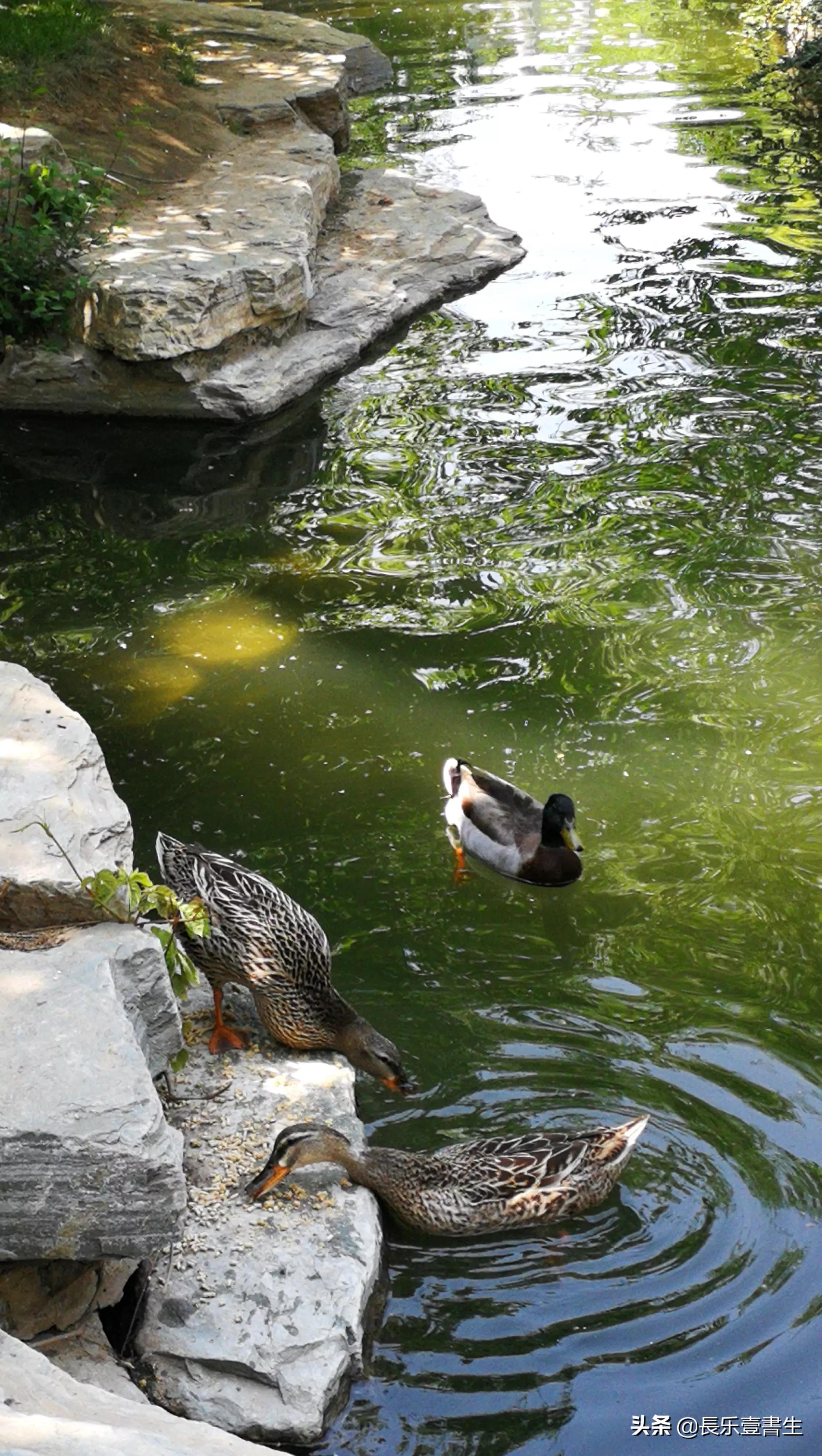 中国园林博物馆游览时间表,小众游玩强烈推荐北京园林博物馆