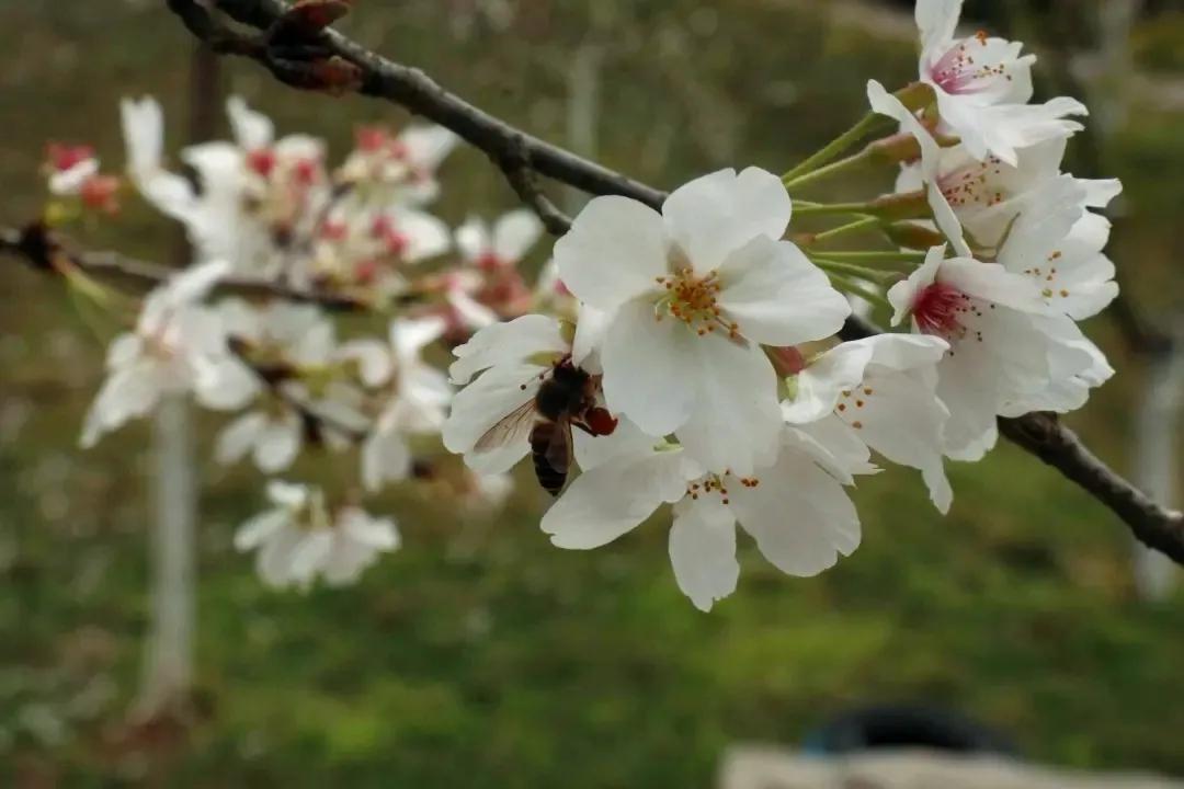 长沙浪漫樱花谷,长沙浔龙河樱花谷花开了吗