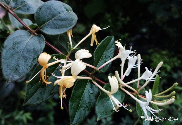 连花清瘟和藿香正气治疗感冒,藿香正气水跟连花清瘟是中成药吗