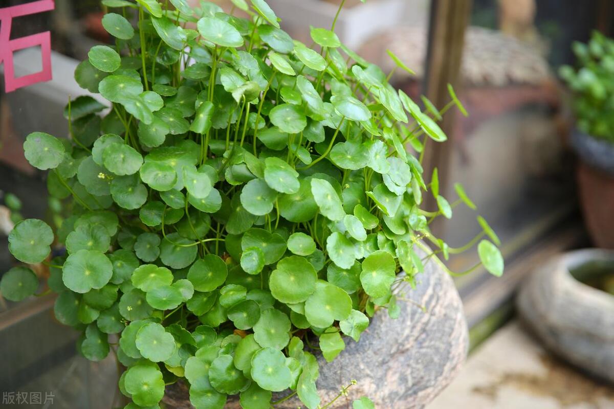 养绿萝怎样才能让它爆盆,绿萝一周就能养爆盆