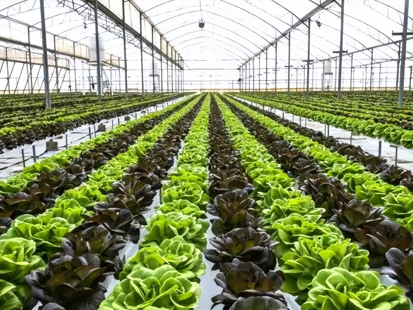 因为有你“胰”生平安——重（碳）离子治疗胰腺癌五问