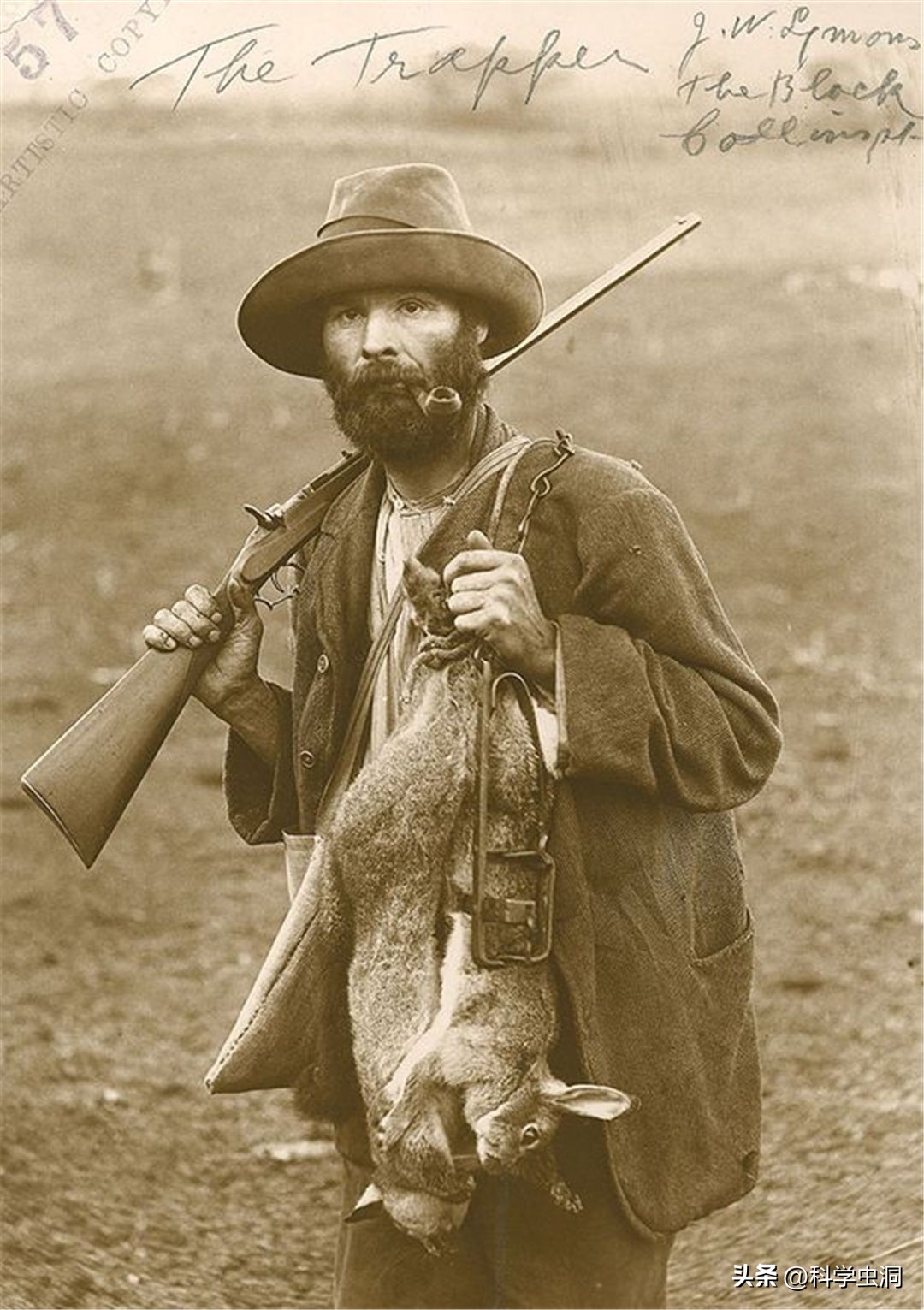 澳洲的野兔泛滥成灾的主要原因,澳洲野兔泛滥源头