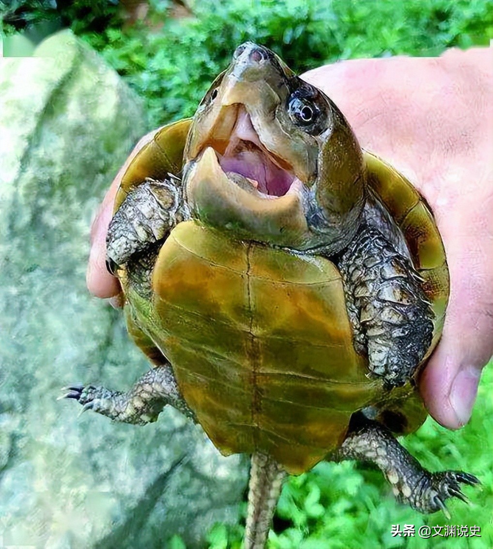 男子在臭水沟捡到一只乌龟,村民捡到乌龟马上报警