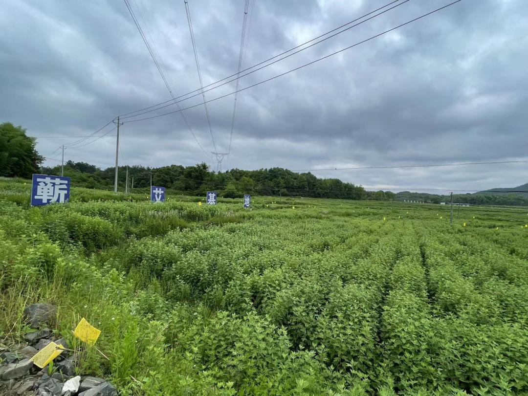 蕲春特产送人哪个合适,湖北蕲春特产必买清单