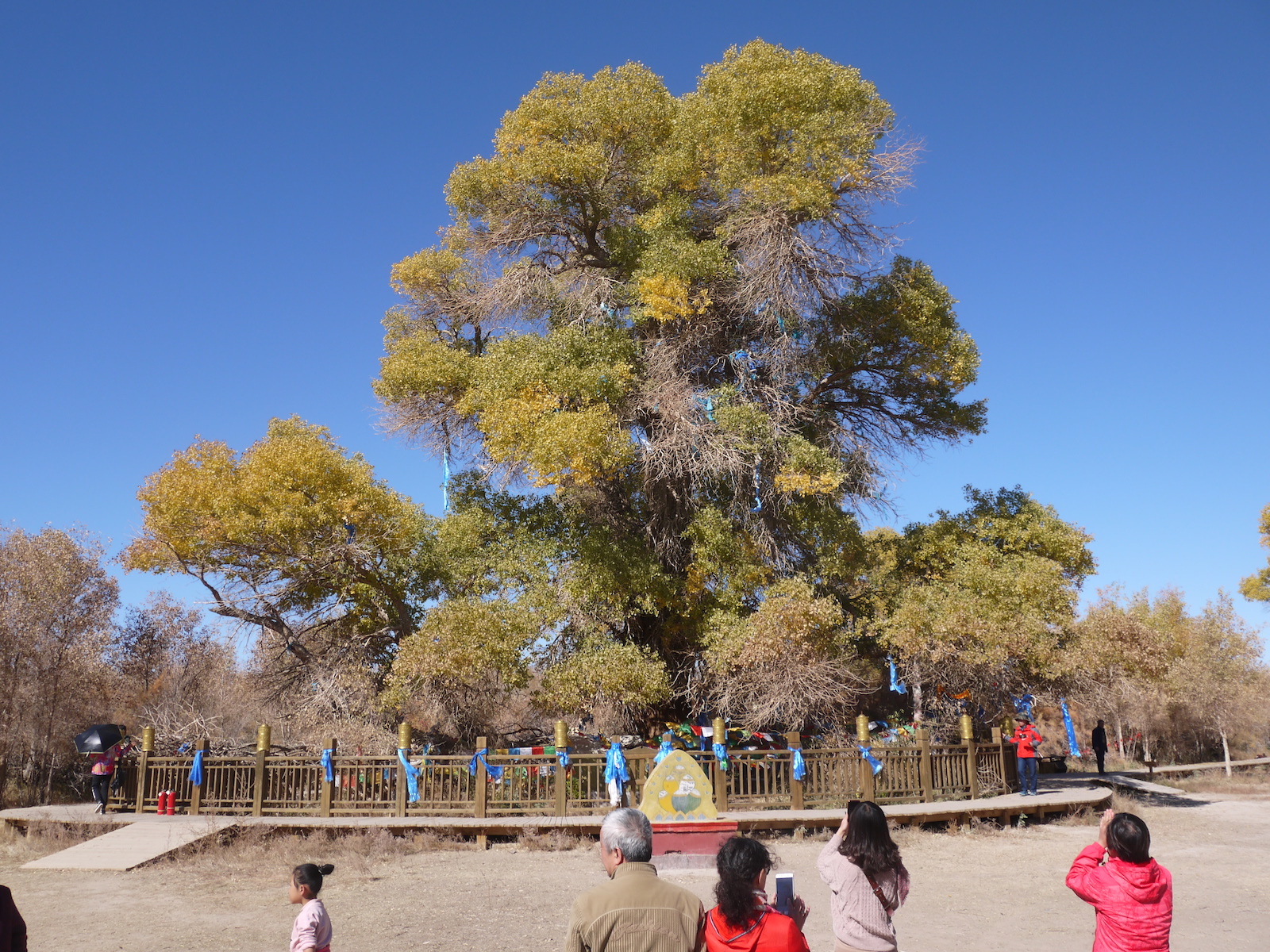 北京自驾额济纳胡杨林十天攻略,从北京到额济纳胡杨林线路