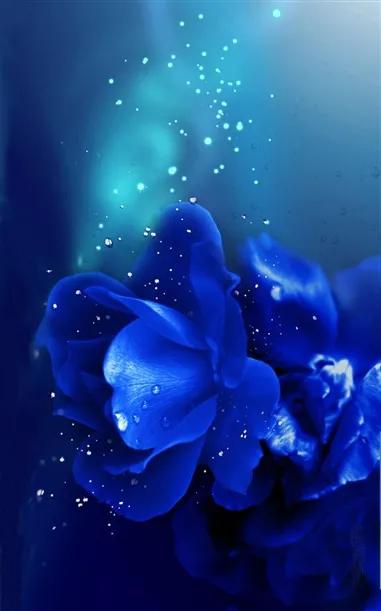 蓝色妖姬花束壁纸,花朵壁纸蓝色