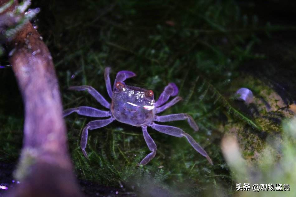 观赏蟹和虾能一起养吗,养观赏蟹和鱼哪个好