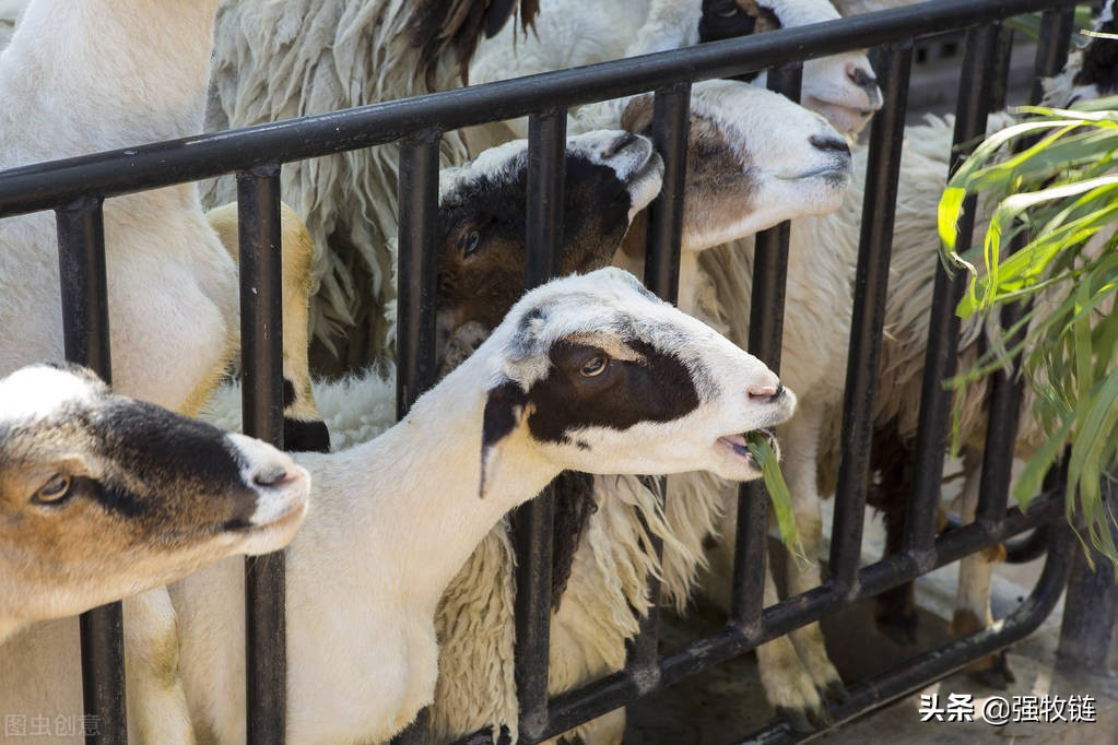 饲料太贵用什么养鸡,饲料太贵还能养猪吗