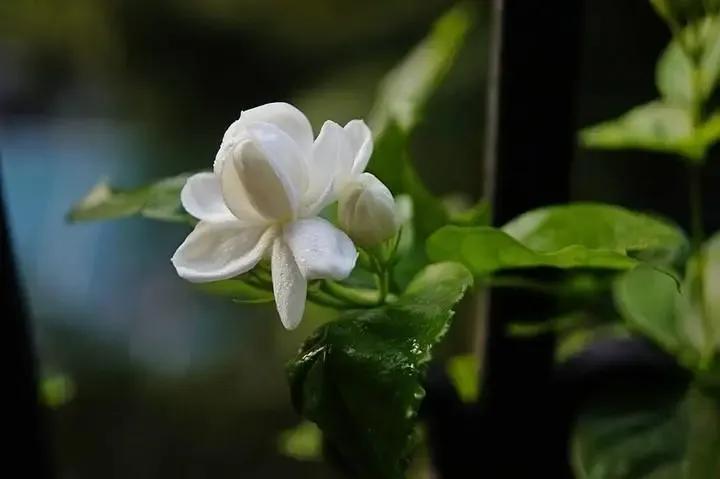 茉莉花开花时间,茉莉花开大结局