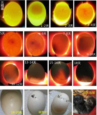 毛鸡蛋能不能吃啊,毛鸡蛋适合什么人吃