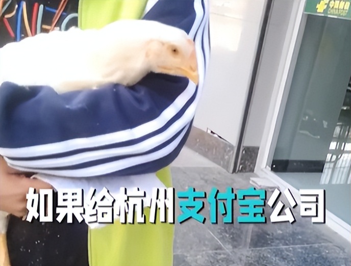 资助女孩上学被拒,贫困女孩给马云寄老母鸡